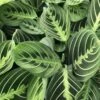 Maranta Lemon Lime Prayer -Annual Plants Popular Shop maranta lemon lime prayer plant 938 detail