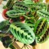 Maranta Red Prayer 1 Maranta Red Prayer -Annual Plants Popular Shop maranta leuconeura erythroneura red prayer plant 1665 detail