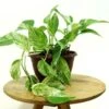 Marble Queen Pothos -Annual Plants Popular Shop marble queen pothos plants 1285 detail