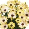Margarita® Lemon Osteospermum Plant