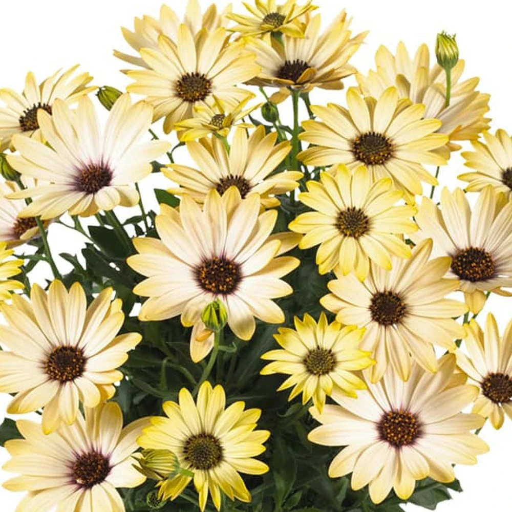 Margarita® Lemon Osteospermum Plant 3 Margarita® Lemon Osteospermum Plant