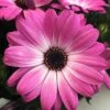Margarita® Pink Flare Osteospermum Plant