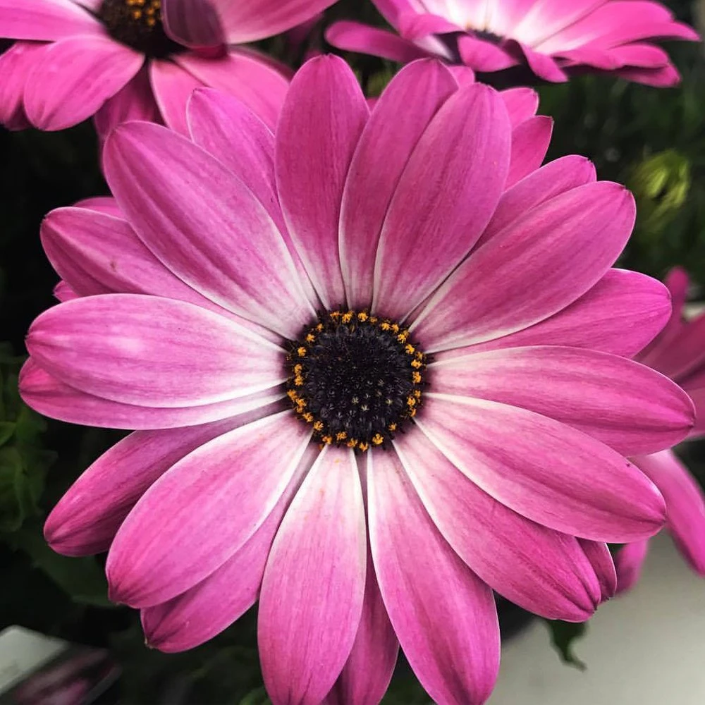 Margarita® Pink Flare Osteospermum Plant 3 Margarita® Pink Flare Osteospermum Plant