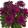 Margarita® Purple Osteospermum Plant -Annual Plants Popular Shop margarita purple osteospermum plant 2295 detail