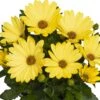 Margarita® Yellow Osteospermum Plant -Annual Plants Popular Shop margarita yellow osteospermum plant 1253 detail