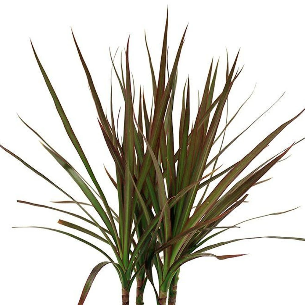 Marginata Magenta Spikes Dracaena Plant 3 Marginata Magenta Spikes Dracaena Plant