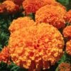 Inca II Orange Marigold -Annual Plants Popular Shop marigold plant inca ii orange 966 detail