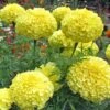 Inca II Yellow Marigold -Annual Plants Popular Shop marigold plant inca ii yellow 1356 detail