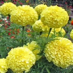 Inca II Yellow Marigold