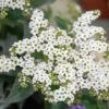 White Marino Heliotrope Plant 1 White Marino Heliotrope Plant -Annual Plants Popular Shop marino white heliotrope plant 1873 detail