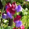 Matucana Sweet Pea Flowers 2 Matucana Sweet Pea Flowers -Annual Plants Popular Shop matucana sweet pea flowers 1894 detail