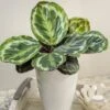 Color Full® Medallion Calathea -Annual Plants Popular Shop medallion color full calathea plant 1917 detail