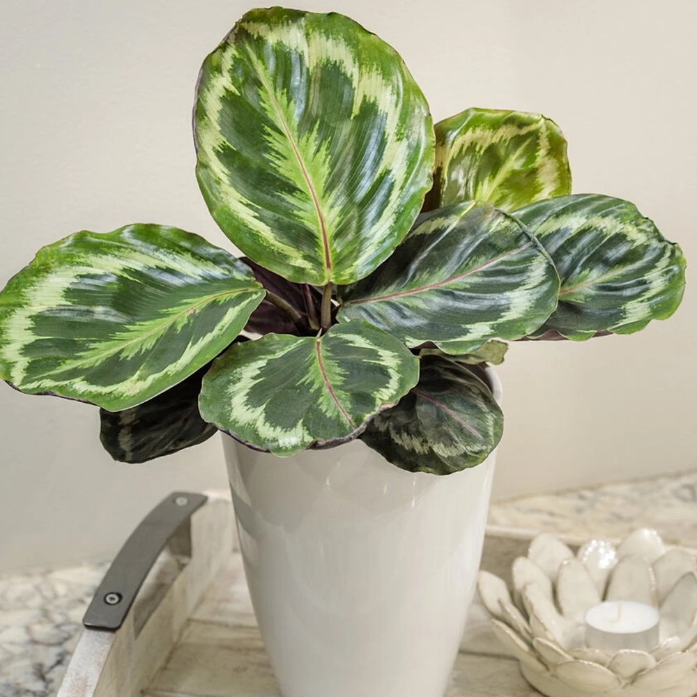 Color Full® Medallion Calathea