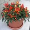Medusa Ornamental Pepper -Annual Plants Popular Shop medusa ornamental pepper plant 2121 detail