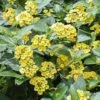 Megan's Gold Lantana Plant -Annual Plants Popular Shop megans gold lantana plant 458 detail