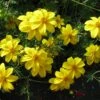 Mexican Gold Bidens Plant -Annual Plants Popular Shop mexican gold bidens 1636 detail