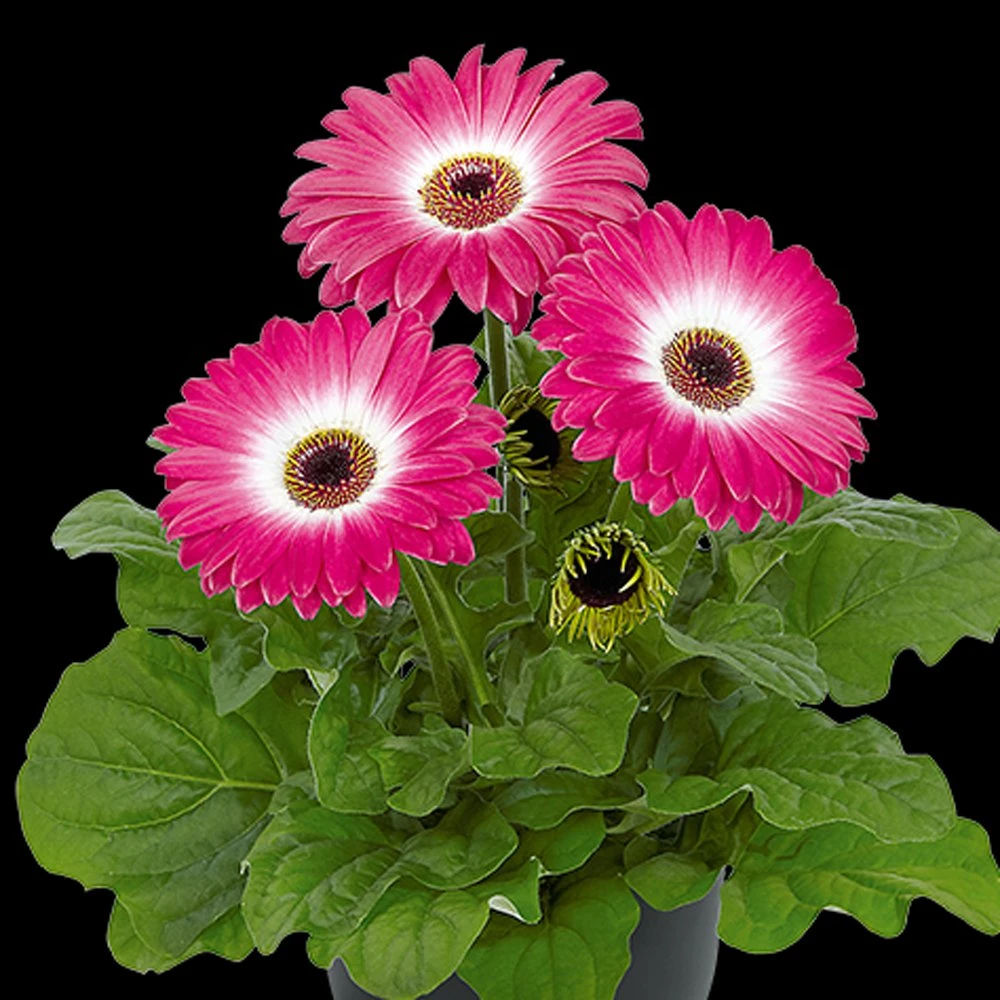 Floriline® Midi Eyecatcher Purple Gerbera 3 Floriline® Midi Eyecatcher Purple Gerbera
