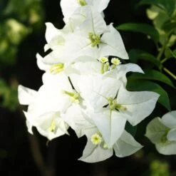 Miss Alice Bougainvillea Plant