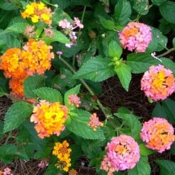 Miss Huff Lantana Plant