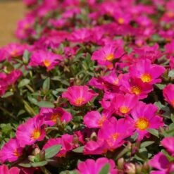 Mojave® Fuchsia Portulaca (Moss Rose)