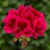 Mojo™ Cranberry Splash Zonal Geranium Plant -Annual Plants Popular Shop mojo cranberry splash zonal geranium plant 850 detail