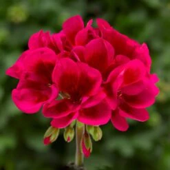 Mojo™ Cranberry Splash Zonal Geranium Plant