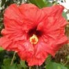 Mon Ami Cajun Hibiscus -Annual Plants Popular Shop mon ami cajun hibiscus plant 1239 detail