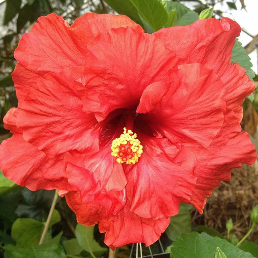Mon Ami Cajun Hibiscus 3 Mon Ami Cajun Hibiscus
