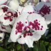 Mottled Plum Phalaenopsis Orchid 1 Mottled Plum Phalaenopsis Orchid -Annual Plants Popular Shop mottled plum phalaenopsis orchid plant 17 detail