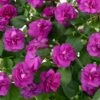 Musica™ Electric Purple Double Impatiens Plant -Annual Plants Popular Shop musica electric purple impatiens plant 40 detail