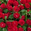 Musica™ Elegant Red Double Impatiens Plant