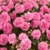 Musica™ Pink Aroma Double Impatiens Plant -Annual Plants Popular Shop musica pink aroma double impatiens plant 285 detail