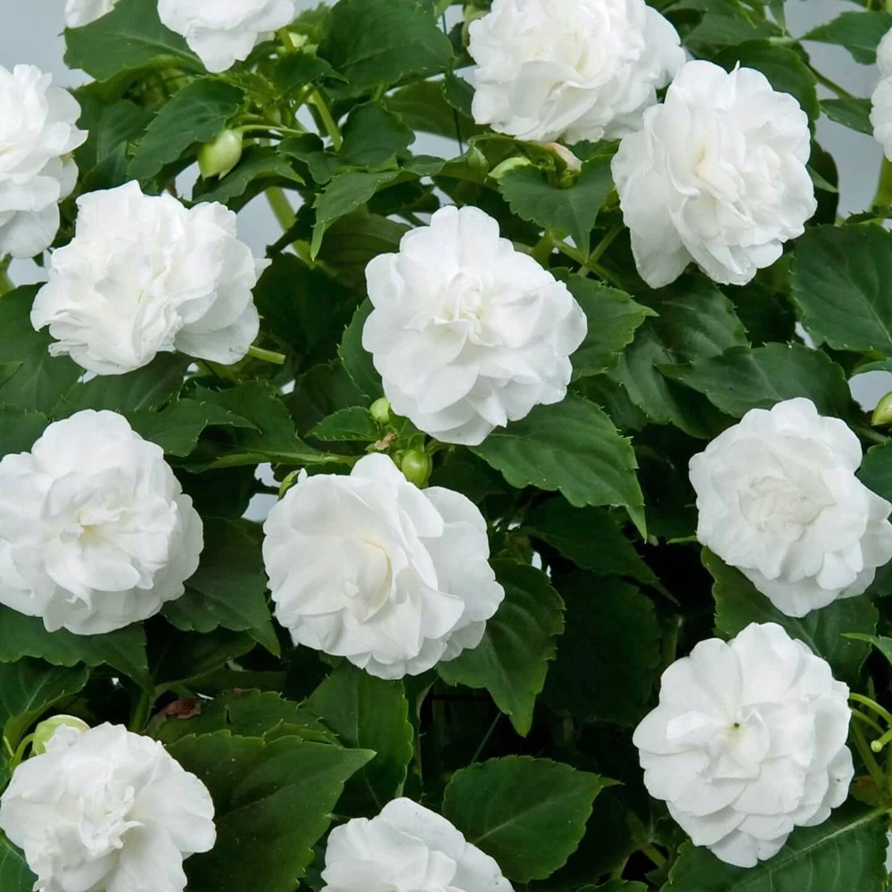 Musica™ Pure White Double Impatiens Plant 3 Musica™ Pure White Double Impatiens Plant