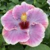 My Darlin Cajun Hibiscus -Annual Plants Popular Shop my darlin cajun hibiscus plant 1019 detail