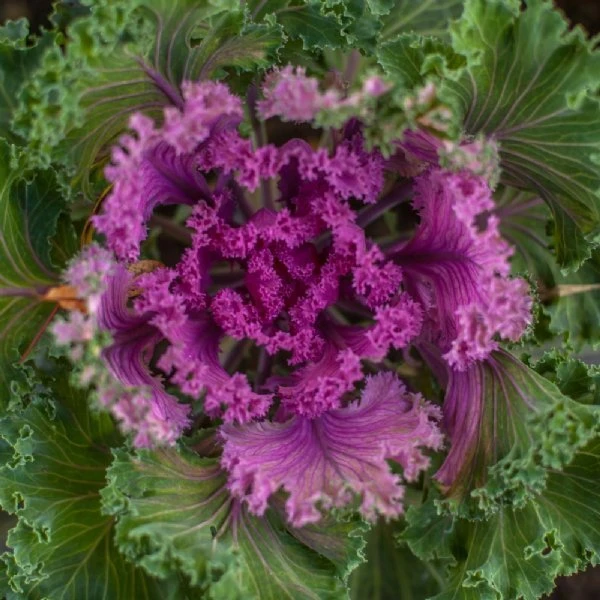 Nagoya Red Ornamental Kale 3 Nagoya Red Ornamental Kale
