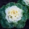 Nagoya White Ornamental Kale -Annual Plants Popular Shop nagoya white ornamental kale plant 248 general 989 detail
