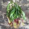 Nepenthes Pitcher -Annual Plants Popular Shop nepenthes pitcher plant 683 detail