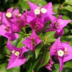 New River Bougainvillea Plant