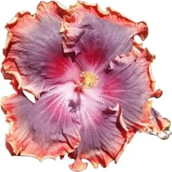 Night Runner Cajun Hibiscus