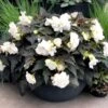 Nonstop® Joy Mocca White Tuberous Begonia Plant 2 Nonstop® Joy Mocca White Tuberous Begonia Plant -Annual Plants Popular Shop nonstop joy mocca white begonia plant 1733 detail