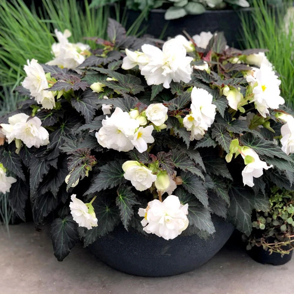 Nonstop® Joy Mocca White Tuberous Begonia Plant 3 Nonstop® Joy Mocca White Tuberous Begonia Plant