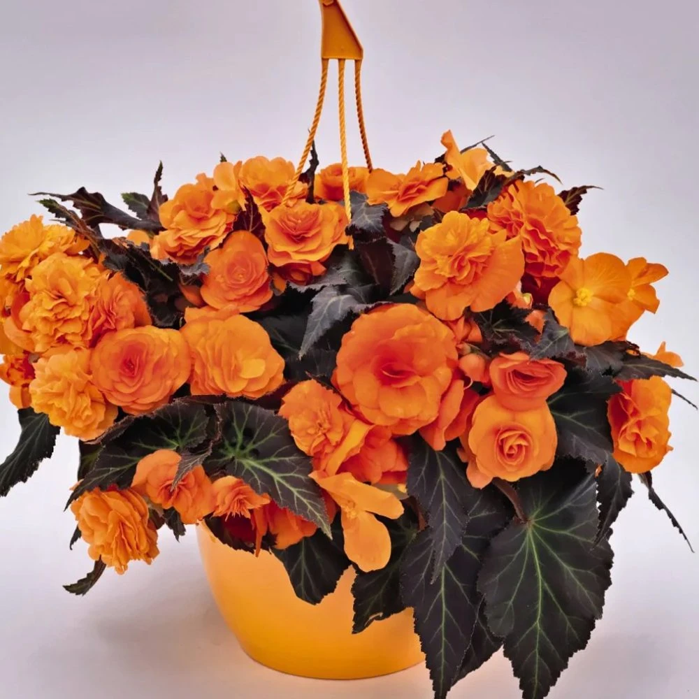 Nonstop® Mocca Bright Orange Tuberous Begonia Plant 3 Nonstop® Mocca Bright Orange Tuberous Begonia Plant