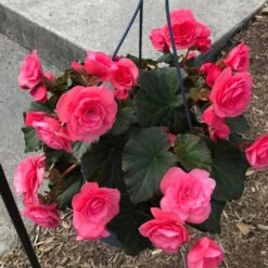 Nonstop® Mocca Pink Shades Tuberous Begonia Plant