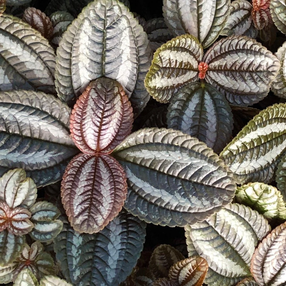 Norfolk Pilea Friendship 3 Norfolk Pilea Friendship