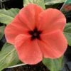 Quasar Orange Target Catharanthus 2 Quasar Orange Target Catharanthus -Annual Plants Popular Shop orangetargetvinceplant 1708 detail