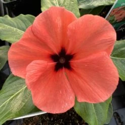 Quasar Orange Target Catharanthus