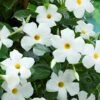 Sun Parasol® Original White Mandevilla -Annual Plants Popular Shop original white mandevilla 2272 detail