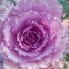 Osaka Pink Ornamental Cabbage 1 Osaka Pink Ornamental Cabbage -Annual Plants Popular Shop ornamental cabbage osaka pink plant 213 general 976 detail