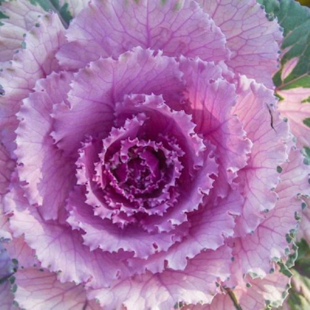 Osaka Pink Ornamental Cabbage 3 Osaka Pink Ornamental Cabbage