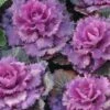 Osaka Red Ornamental Cabbage -Annual Plants Popular Shop osaka red ornamental cabbage plant 459 general 221 detail
